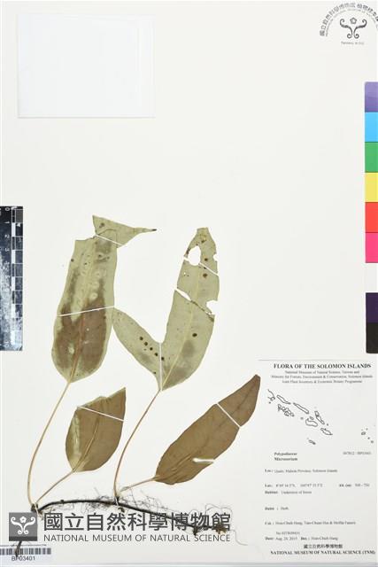 登錄號:BP03401藏品圖，第1張