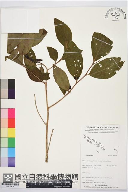 登錄號:BS07401藏品圖，第1張