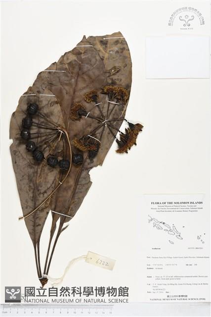 登錄號:BS05201藏品圖，第1張