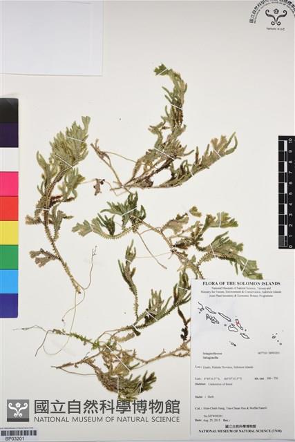 登錄號:BP03201藏品圖，第1張