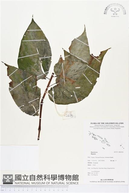 登錄號:BS03201藏品圖，第1張