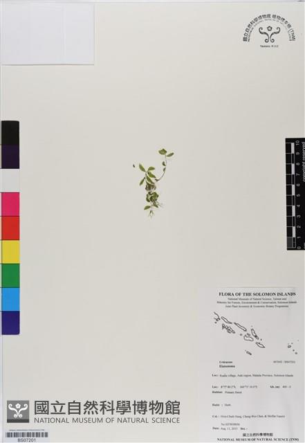 Accession Number:BS07201 Collection Image