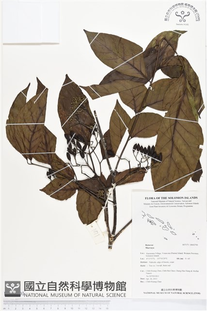 登錄號:BS02701藏品圖，第1張