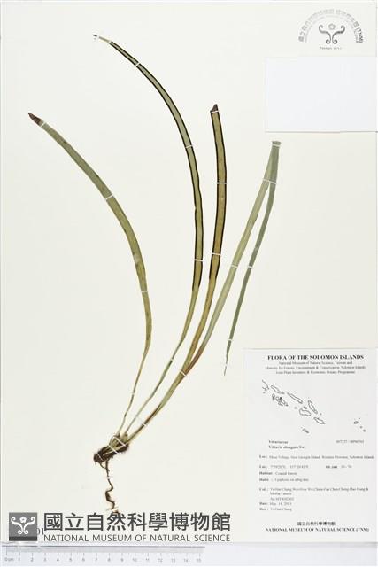 唇邊書帶蕨藏品圖，第1張