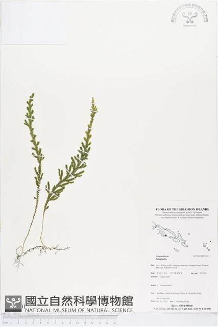 登錄號:BP01701藏品圖，第1張