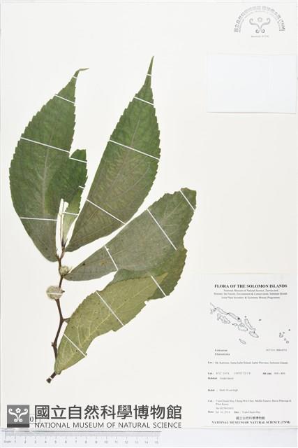 登錄號:BS04701藏品圖，第1張