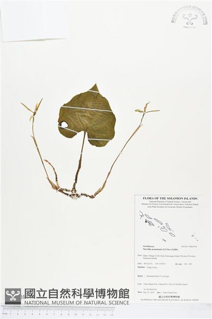 登錄號:BS03701藏品圖，第1張