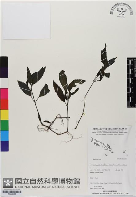 登錄號:BS06501藏品圖，第1張