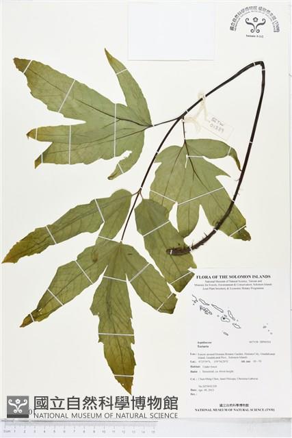 登錄號:BP00501藏品圖，第1張