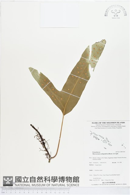 登錄號:BP01501藏品圖，第1張