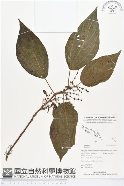 登錄號:BS01501藏品圖，第1張
