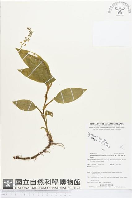 登錄號:BS03501藏品圖，第1張