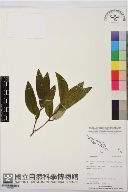 登錄號:BS07501藏品圖，第1張