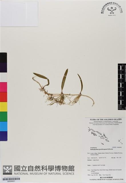 登錄號:BS06901藏品圖，第1張