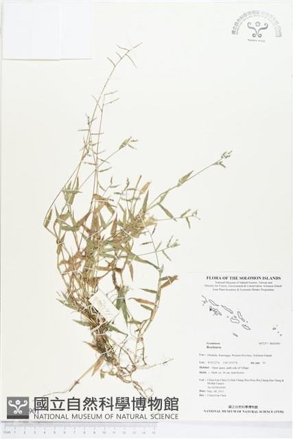 登錄號:BS02901藏品圖，第1張