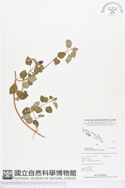 蔓性野牡丹藏品圖，第1張