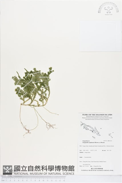 登錄號:BP02301藏品圖，第1張