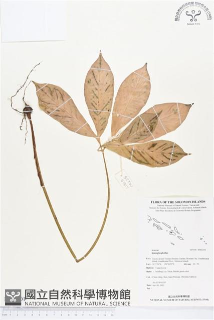 登錄號:BS02301藏品圖，第1張