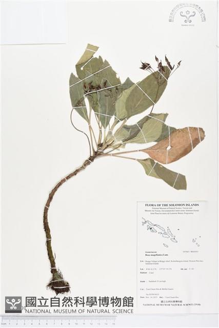 登錄號:BS04301藏品圖，第1張