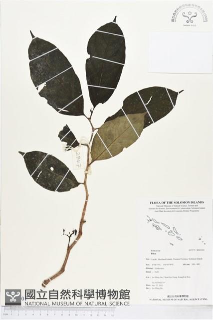 登錄號:BS03301藏品圖，第1張