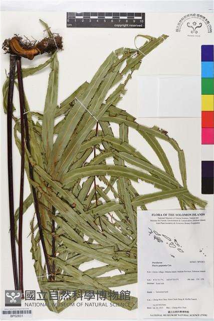 登錄號:BP02831藏品圖，第1張