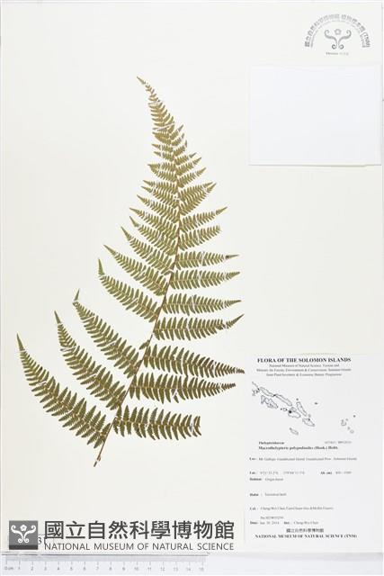 桫欏大金星蕨藏品圖，第1張