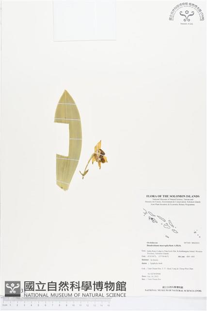 人面石斛蘭藏品圖，第1張