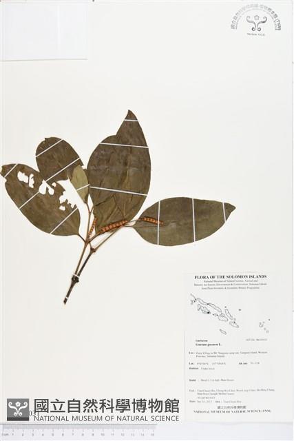 買麻樹藏品圖，第1張