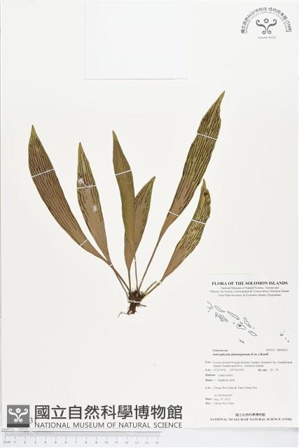 登錄號:BP00031藏品圖，第1張