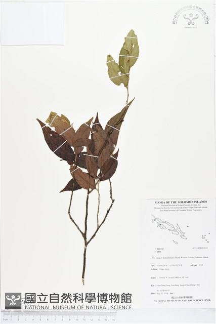 館號:BS05031藏品圖，第1張