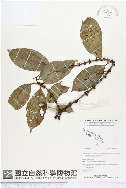 登錄號:BS03031藏品圖，第1張