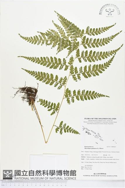 熱帶鱗蓋蕨藏品圖，第1張