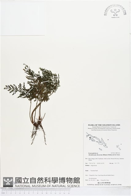 線片長片蕨藏品圖，第1張