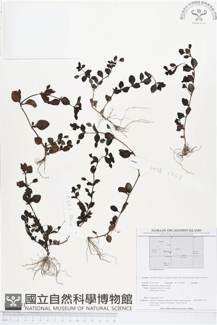 登錄號:BS01631藏品圖，第1張