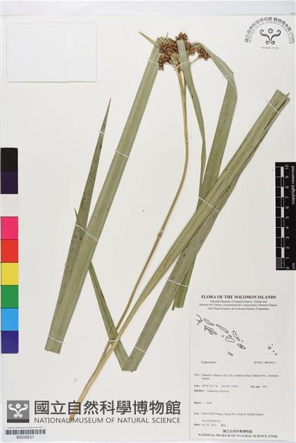 登錄號:BS05631藏品圖，第1張
