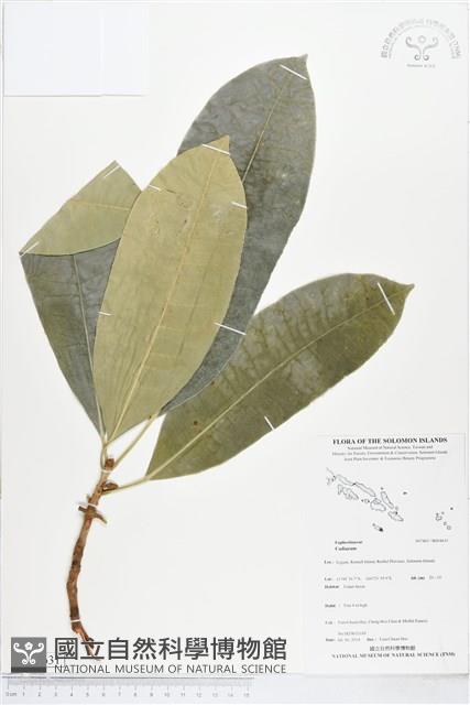 登錄號:BS04631藏品圖，第1張