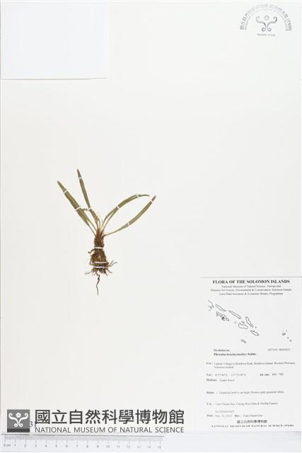 登錄號:BS03631藏品圖，第1張