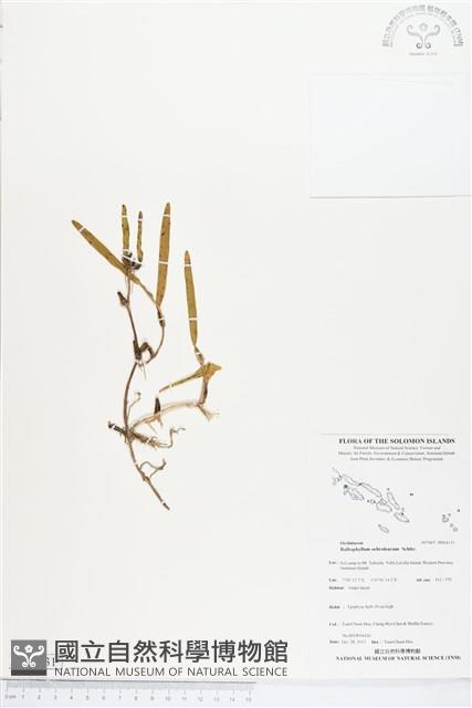 登錄號:BS04131藏品圖，第1張