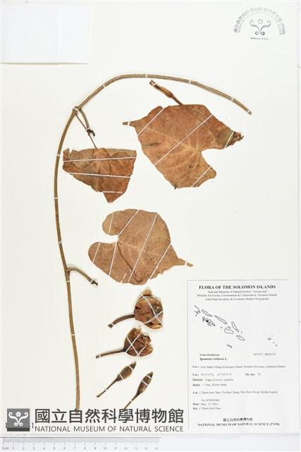 圓萼天茄兒藏品圖，第1張