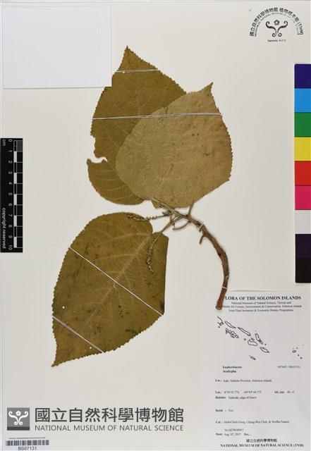 登錄號:BS07131藏品圖，第1張