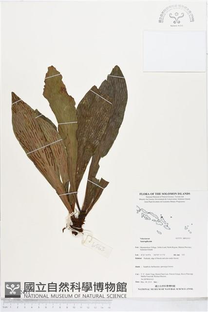 登錄號:BP02431藏品圖，第1張