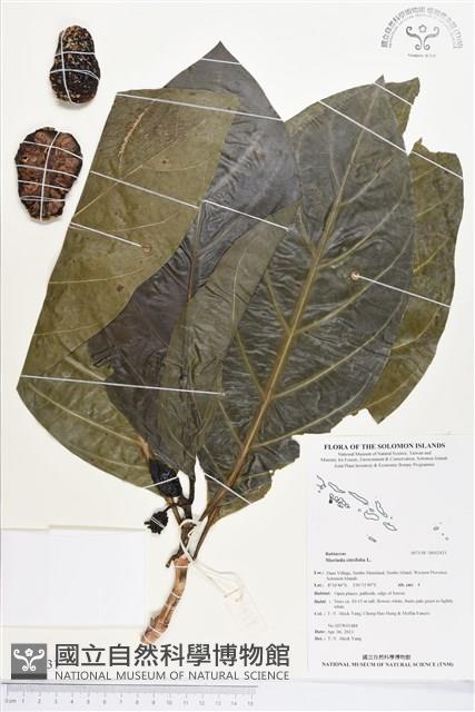 檄樹、諾麗果藏品圖，第1張