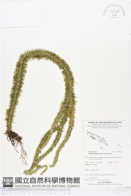 杉葉石松、展葉馬尾杉藏品圖，第1張