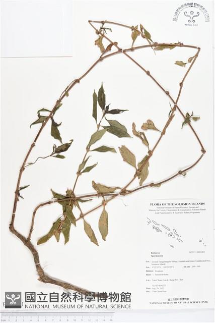 登錄號:BS01431藏品圖，第1張