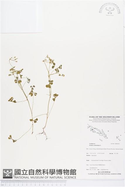 酢漿草藏品圖，第1張