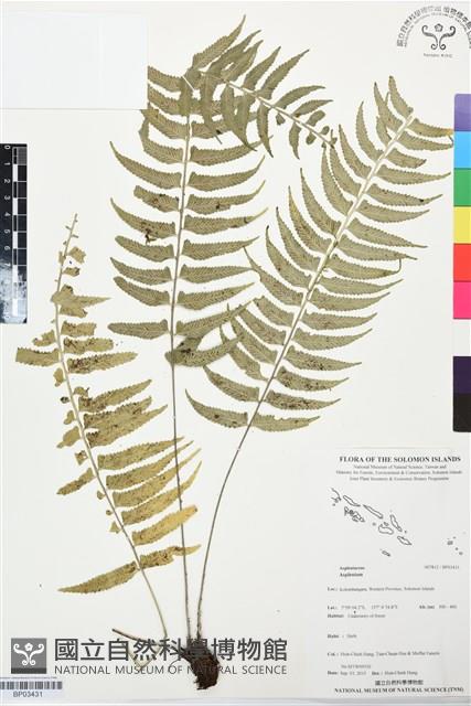 登錄號:BP03431藏品圖，第1張