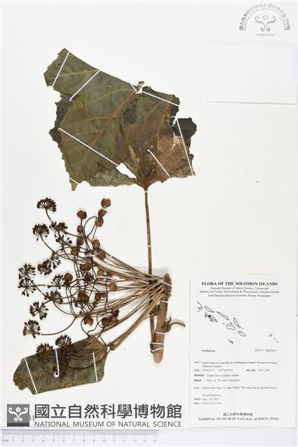 登錄號:BS03431藏品圖，第1張