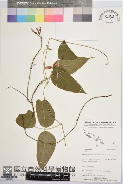 登錄號:BS07431藏品圖，第1張