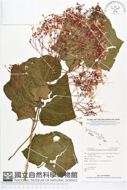 龍船花藏品圖，第1張