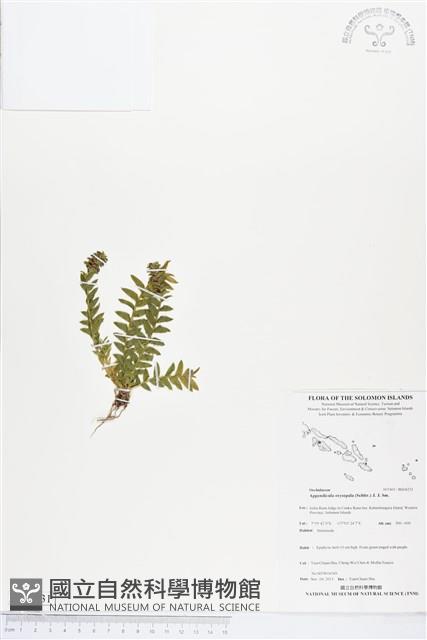 登錄號:BS04231藏品圖，第1張